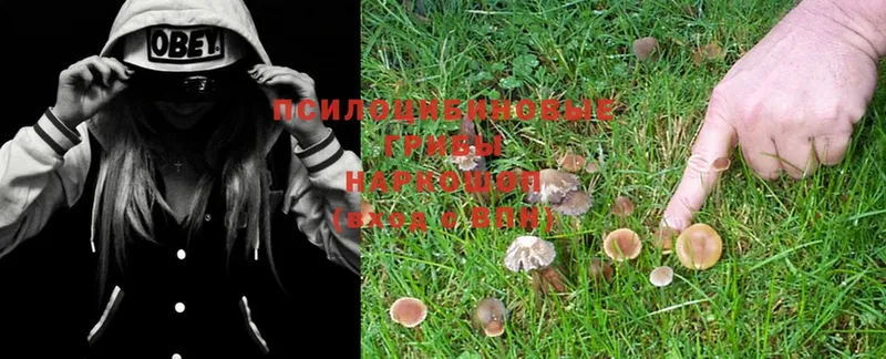 Псилоцибиновые грибы Psilocybe  как найти   Сим 